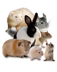 Wild birds unlimited is the original and largest franchise system of backyard bird feeding and nature specialty stores with more than 300 locations throughout…. Dubai Pet Food The Biggest Online Pet Shop In The Middle East
