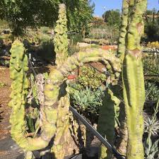 Take a broken pot and add levels!!! Totem Pole Cactus Spiral Form 1gal Spiral Delight Cacti Com Cactus Totem Pole Succulents
