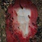 Image result for Glyphaea