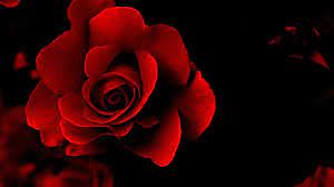 صور ورد أحمر رائعة أجمل صور من الورد الأحمر الجميل Red Flower Wallpaper Rose Wallpaper Rose Background