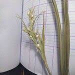 Image result for Scleria tessellata