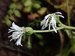 Image result for Adenostemma mauritianum