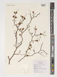 Image result for Alantsilodendron pilosum