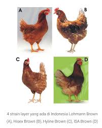 Tidak cukup disitu saja, kualitas telur yang. Yuni S Farm Home Facebook