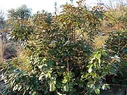 Image result for Englerophytum rwandense