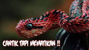 Ular laut merupakan ular yang paling beracun di dunia. 5 Ular Paling Berbisa Dan Mematikan Di Dunia Youtube