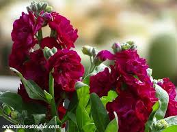 Image result for Justicia incana