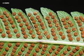 Image result for Pneumatopteris