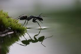 Die rote waldameisen tragen den botanischen namen formica rufa und gehören in deutschland zu den bekanntesten ameisenarten. Walking On Water By Vadim Trunov Via 500px Ameisen Im Garten Garten Anlegen Rote Ameisen