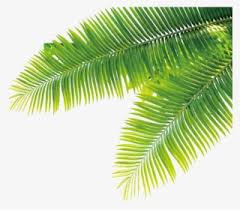 The lollipop plant (botanical name: Tropical Plants Png Transparent Tropical Plants Png Image Free Download Pngkey