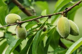 The white flesh inside is succulent and has a very distinct flavor. What Foods And Spices Look Like Before They Re Harvested