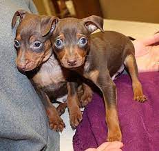 No miniature pinschers for adoption in kansas. Sparta Nj Miniature Pinscher Meet Chipotle A Pet For Adoption