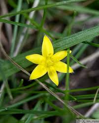 Image result for Hypoxidaceae