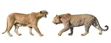 Unam pumas v leon prediction and tips, match center, statistics and analytics, odds comparison. Aguacero Secreto Esperar Algo Pumas Vs Jaguar Frustrante Abuelo Casa
