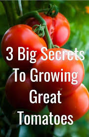 When And How You Plant Your Tomatoes Really Can Make A Huge Difference In How Your Plants Per Tips For Growing Tomatoes Growing Tomato Plants Tomato Plant Food
