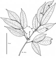 Image result for Burseraceae