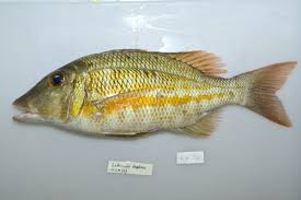 Image result for Sebaea junodii