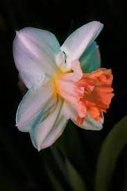 Sign In Flower Photos Flowers Daffodils