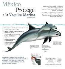 ¿qué pueden aprender los conservacionistas antes de que la especie desaparezca por completo? Mexico Logra Un Acuerdo Para Evitar La Extincion De La Vaquita Marina