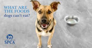 Yes, they a good soruce of water.remove the seeds and rind of this fruit before serving to your cat. What Are The Foods Dogs Can T Eat