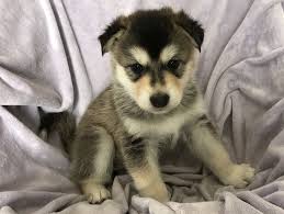 Snowplains alaskan malamutes is a reputable breeder in colorado. Colorado Wolf Hybrid Puppies Scroll Down To View Content