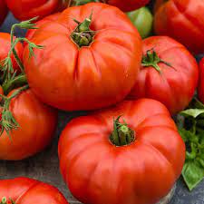 The hybrid beefsteak tomato plant is forefather of all of the beefsteak variety tomatoes. Beefsteak Tomato Gurney S Seed Nursery Co
