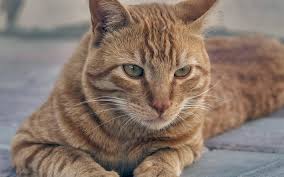 Download Wallpapers Arabian Mau 4k Pets Cats Muzzle Cute Animals Ginger Cat Arabian Mau Cat Felis Catus Besthqwallpapers Com Pets Animals Cute Animals