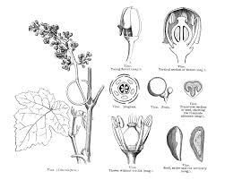 Image result for Vitaceae