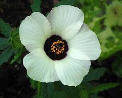 Hibiscus Flower Different Colors Hibiscus