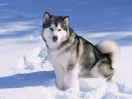 Kalau kalian ingin punya anjing yang mirip dengan serigala, kalian bisa pilih alaskan malamute. Alaskan Malamute Dog In Snow Usa Photographic Print Lynn M Stone Allposters Com In 2021 Malamute Puppies Malamute Dog Alaskan Malamute