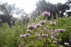 Roses, lilies, orchids, tulips, sunflowers, irises With Hives In Sharp Decline Expert Calls For Bee Friendly Flowers Mpr News