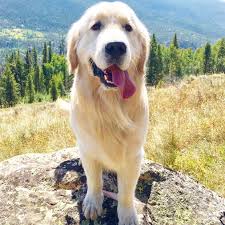 Gggoldens has merged with lone oak goldens to meet the demand for premium quality golden retriever puppies. Wallace The Golden On Instagram One Month Til Colorado Mountainlife Coloradodogs Vail Coloradolif Golden Retriever Dogs And Puppies Puppy Breeds