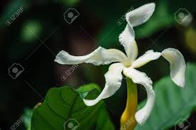 Image result for Tabernaemontana pachysiphon