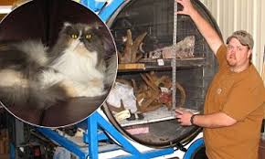 The top countries of suppliers are france, china, and thailand, from which the percentage of freeze dried pet supply is 1%, 86%, and 6. Eternally Yours The Freeze Dried Pets That Loving Pet Owners Can T Bear To Bury Or Have Cremated Daily Mail Online