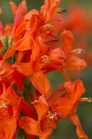 Image result for Tecomaria