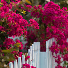 Image result for Bougainvillea