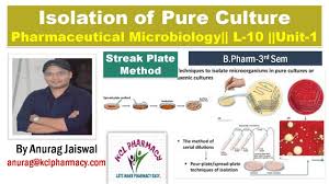 Sandle is responsible for a range of microbiological tests, batch review. Isolation Of Pure Culture Streak Plate Method Microbiology L 10 Unit 1 Youtube