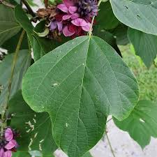 Image result for Pueraria