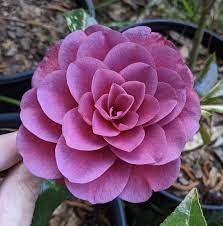 Pin On Camellias