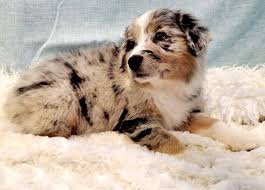 Australian shepherd breeder in scottsdale ,az. Australian Shepherd Breeders Arizona