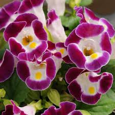 Image result for Torenia thouarsii