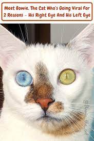 Meet Bowie The Cat Who S Going Viral For 2 Reasons His Right Eye And His Left Eye 30 Pics In 2020 Cats Different Colored Eyes Disney Art