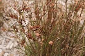 Image result for Themeda triandra