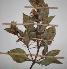 Image result for Barleria randii