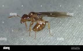 Image result for Equilabium laxiflorum