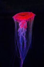 Jellyfish Ocean Creatures Jellyfish Sea Animals