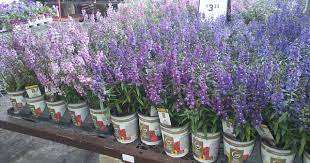 Angelonia Can Take The Summer Heat Florida Gardening