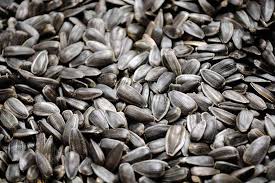 Federal government websites always use a.gov or.mil domain. How To Harvest Sunflower Seeds Gardener S Path
