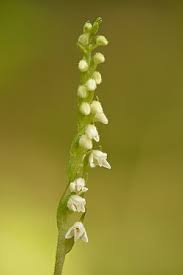 Image result for Goodyera