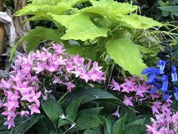 Image result for Pentas schumanniana
